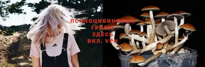 Псилоцибиновые грибы Psilocybine cubensis  купить наркотик  Уварово 